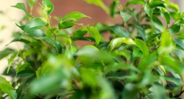 Ficus viandi - čistič vzduchu a bylinný psychoterapeut